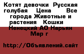 Котят девочки “Русская голубая“ › Цена ­ 0 - Все города Животные и растения » Кошки   . Ненецкий АО,Нарьян-Мар г.